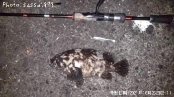 オウゴンムラソイ