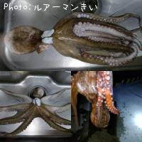 マダコ