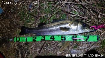 シーバス