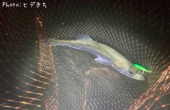 シーバス