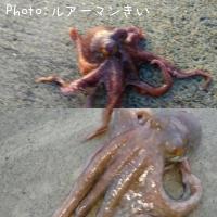 マダコ