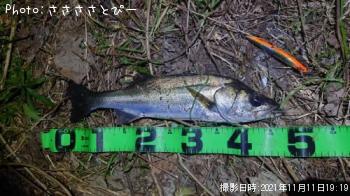 シーバス