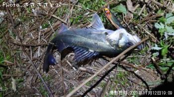 シーバス