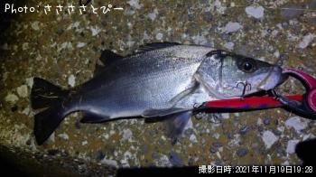 シーバス
