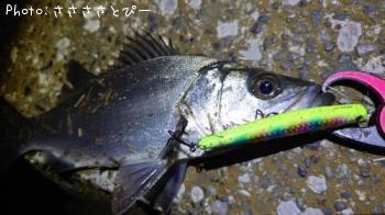 シーバス