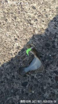 ヒラメ