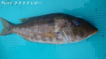 イナダ