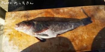 アイナメ