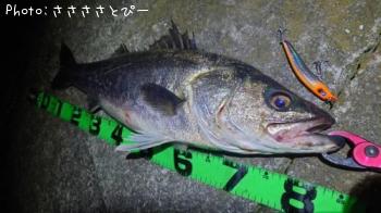 󥫡Х