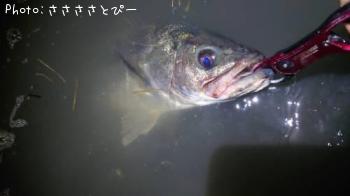 󥫡Х