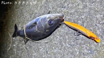 󥫡Х