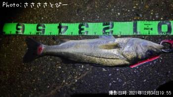 シーバス