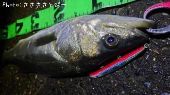シーバス