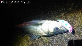 シーバス