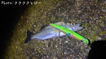 シーバス