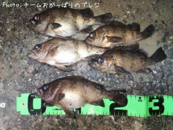 メバル