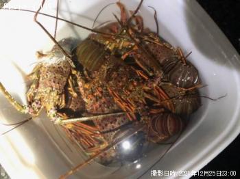 海ザリ