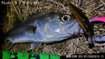 シーバス