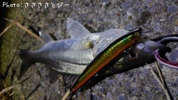 シーバス