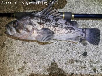 クロソイ