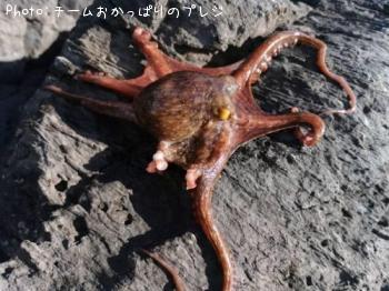 マダコ