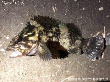 ソイ、メバル
