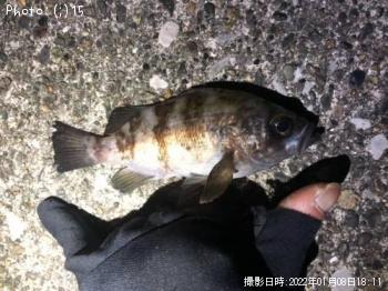 メバル