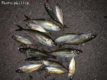 アジ、メバル、カサゴ