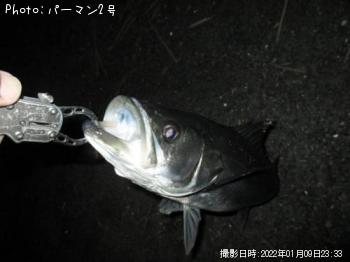シーバス