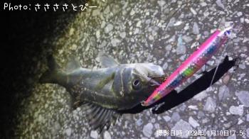シーバス