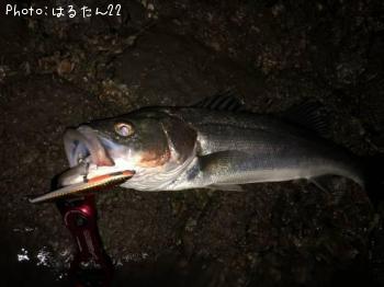 シーバス