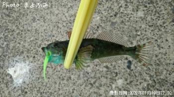 アナハゼ