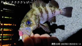 メバル