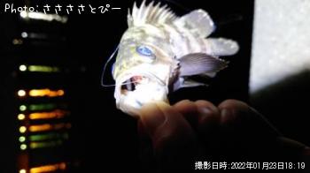 メバル