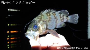 メバル