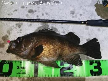 メバル