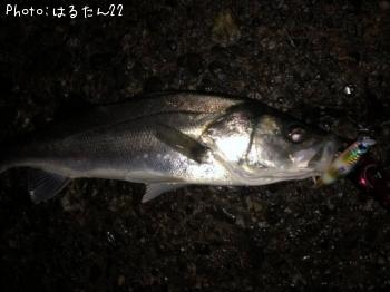 シーバス