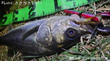シーバス