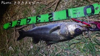 シーバス