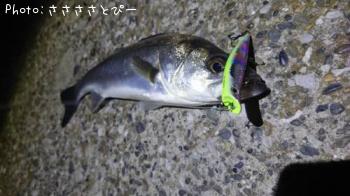 シーバス