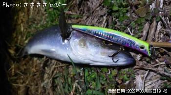 シーバス