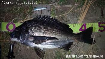 クロダイ