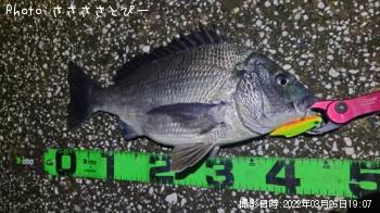 クロダイ