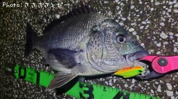 クロダイ