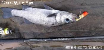 ヒラスズキ