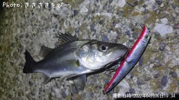 シーバス