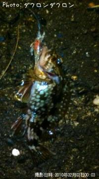 カサゴ　　根魚