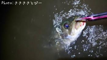 シーバス