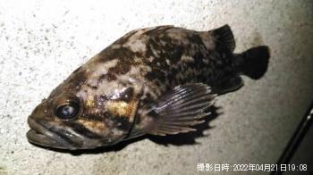 クロソイ