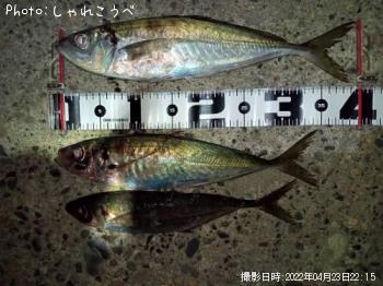 アジ